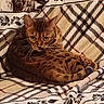 Timoune participe au concours pour gagner de l'argent avec cette photo : animal, blanket, brown_fur, cat, cozy, curled_up, cute, domestic_animal, ears, feline, indoor, looking_at_camera, patterned_blanket, pet, relaxed, resting, soft_texture, spotted_cat, tail, whiskers
