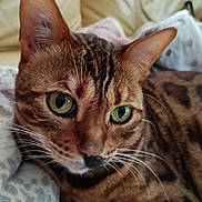 Timoune participe au concours pour gagner de l'argent avec cette photo : animal, bengal_cat, blanket, cat, close_up, cozy, domestic_cat, ears, feline, fur, green_eyes, indoor, lying_down, nose, patterned_fur, pet, portrait, relaxed, soft, whiskers