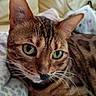 animal, bengal_cat, blanket, cat, close_up, cozy, domestic_cat, ears, feline, fur, green_eyes, indoor, lying_down, nose, patterned_fur, pet, portrait, relaxed, soft, whiskers