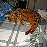 Timoune a rejoint le concours — aidez-le/la à gagner de superbes lots ! animal, bed, blanket, cat, comfortable, cozy, cute, domestic_animal, feline, fur, indoor, mammal, patterned, paw, pet, relaxing, resting, sleeping, spotted, striped