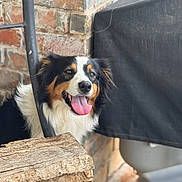 Sadie is registered to the contest to win money with this photo: dog, tricolor, tongue_out, firewood, brick_wall, outdoor, pet, happy, canine, fur, black, white, brown, grill_cover, metal, relaxed, nature, animal, companion, portrait