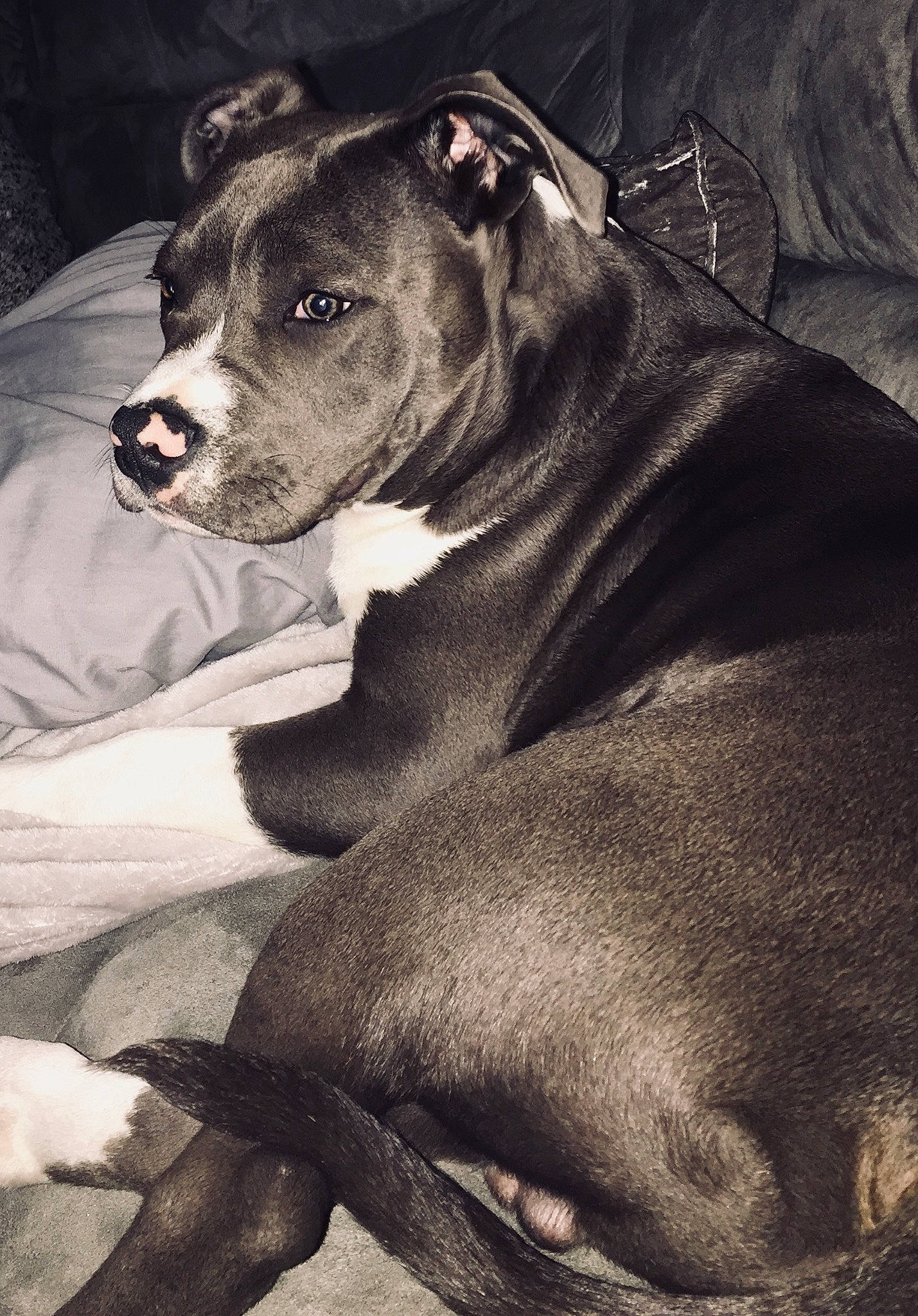 Raka participe au concours pour gagner de l'argent avec cette photo : alano_espanol, alaunt, american_pit_bull_terrier, american_staffordshire_terrier, ancient_dog_breeds, bandog, bull_and_terrier, bully_kutta, canidae, carnivore, cordoba_fighting_dog, dog, dog_breed, mammal, non_sporting_group, pit_bull, snout, staffordshire_bull_terrier, vertebrate, whiskers