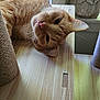 Freddie is registered to the contest to win money with this photo: cat, orange_tabby, pet, indoor, wooden_cat_tree, relaxed, lounging, whiskers, ears, fur, window, decor, stone_owl, animal, feline, closeup, home, cozy, platform, resting