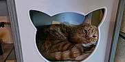 Freddie joined the competition — help win amazing prizes! animal, cat, cat_house, cozy, curled_up, cute, cutout, feline, furniture, home, indoor, modern, pet, relaxed, resting, sleepy, tabby, tail, whiskers, wood