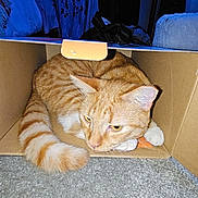 Freddie is registered to the contest to win money with this photo: animal, cardboard_box, carpet, cat, clothes_rack, cozy, curled_tail, curtains, domestic, ears, floor, fluffy_chair, furniture, hangers, indoor, orange_tabby, pet, relaxed, resting, whiskers