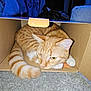 cat, orange_tabby, cardboard_box, carpet, indoor, furniture, curtains, clothes_rack, hangers, fluffy_chair, pet, animal, resting, cozy, curled_tail, whiskers, ears, floor, domestic, relaxed