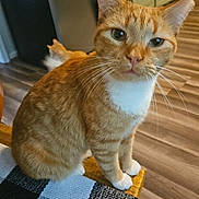 Freddie is registered to the contest to win money with this photo: cat, orange_tabby, white_paws, white_chest, sitting, chair, woven_seat_cover, black_and_white, kitchen, flooring, cabinet, curious, pet, indoor, feline, whiskers, ears, fur, animal, domestic