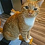 cat, orange_tabby, white_paws, white_chest, sitting, chair, woven_seat_cover, black_and_white, kitchen, flooring, cabinet, curious, pet, indoor, feline, whiskers, ears, fur, animal, domestic