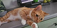 Freddie joined the competition — help win amazing prizes! cat, orange_tabby, kitchen, countertop, cabinets, green_cabinets, fruit_basket, lemons, kitchen_utensils, potted_plant, slicer, relaxed, curious, indoor, pet, feline, white_paws, home, appliance, orange_cat