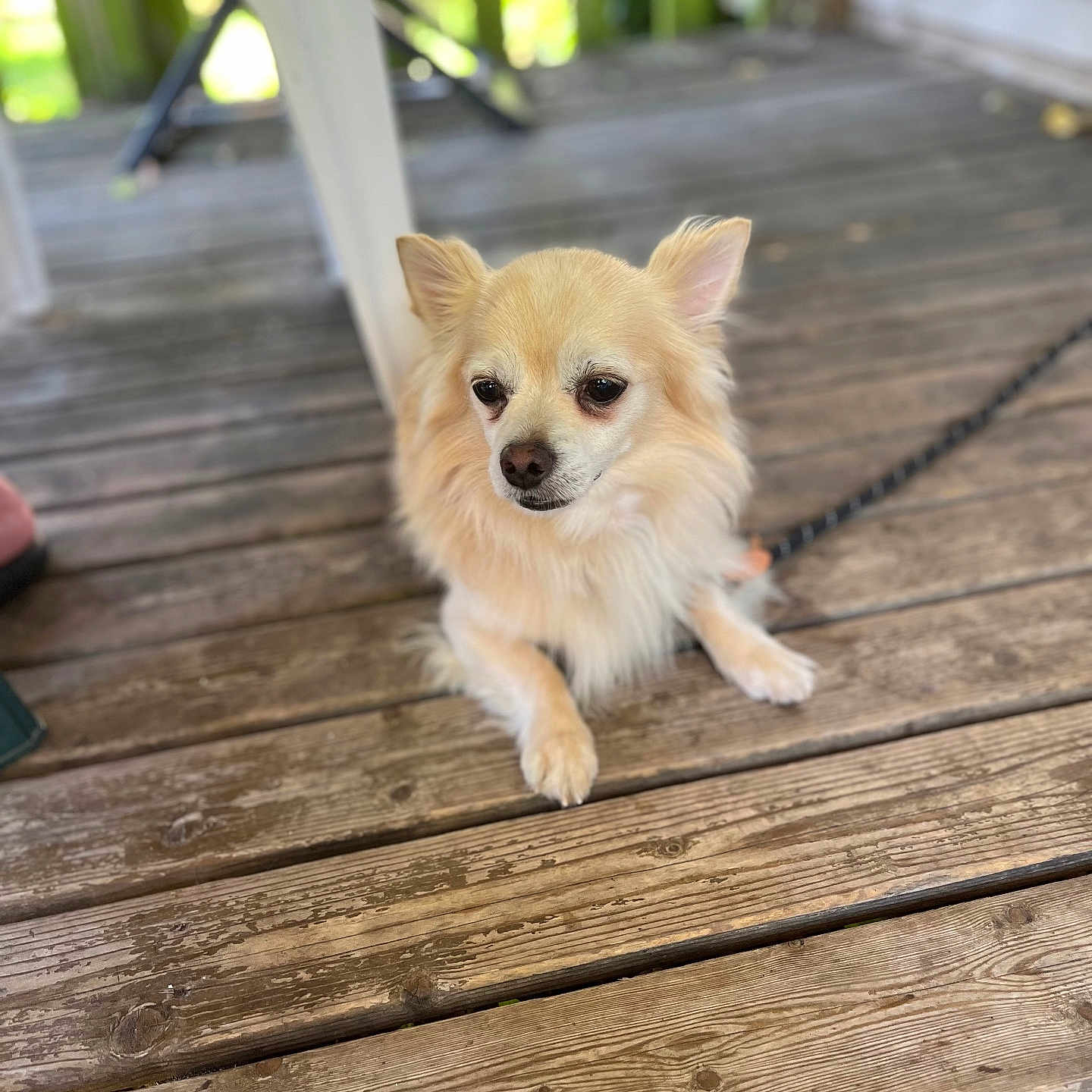 Gucci participe au concours pour gagner de l'argent avec cette photo : accessories, animal, architecture, building, canine, deck, dog, eskimodog, hardwood, house, housing, leash, pet, plywood, porch, puppy, strap, water, waterfront, wood