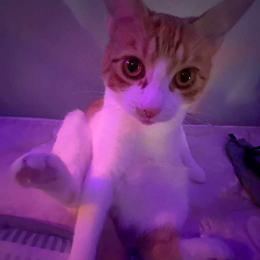 Louie joined the competition — help win amazing prizes! animal, bed, cat, closeup, curious, cute, domestic_cat, ears, eyes, feline, fur, indoor, orange, pet, purple_light, relaxed, sitting, striped, whiskers, white