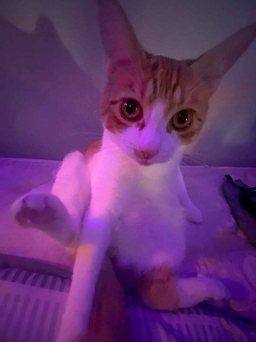 Louie