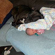 Maylee joined the competition — help win amazing prizes! dog, puppy, sleeping, baby, infant, blanket, couch, sofa, home, cozy, resting, nap, cute, pet, child, newborn, comfort, indoor, animal, family