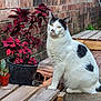 cat, animal, pet, black_and_white, plant, potted_plant, red_leaves, brick_wall, wooden_pallet, outdoor, side_view, sitting, fur, yellow_eyes, nature, cactus, small_pot, calm, quiet, daylight