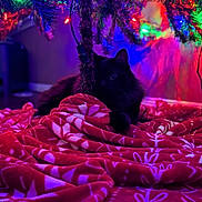 Kylo joined the competition — help win amazing prizes! black_cat, cat, christmas_tree, christmas_lights, red_blanket, patterned_blanket, holiday, festive, indoor, cozy, decorations, colorful_lights, tree_trunk, pet, animal, feline, soft_texture, floor, wall, shadow