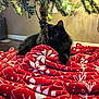 Kylo joined the competition — help win amazing prizes! cat, black_cat, christmas_tree, blanket, red_blanket, indoor, decor, holiday, cozy, furniture, floor, wall, lighting, pet, animal, fur, whiskers, relaxing, home, festive