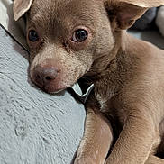 Kai joined the competition — help win amazing prizes! dog, brown_dog, pet, close_up, resting, blanket, indoor, soft_texture, animal, cute, fur, ears, nose, paw, relaxed, cozy, companion, portrait, cute_pet, domestic_animal