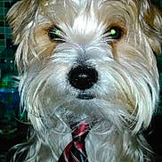 Bello a rejoint le concours — aidez-le/la à gagner de superbes lots ! adorable, animal, brown_fur, business_style, close_up, companion, cute, dog, domestic_animal, face, fluffy, fur, indoors, looking_at_camera, mammal, pet, portrait, tie, tie_knot, white_fur