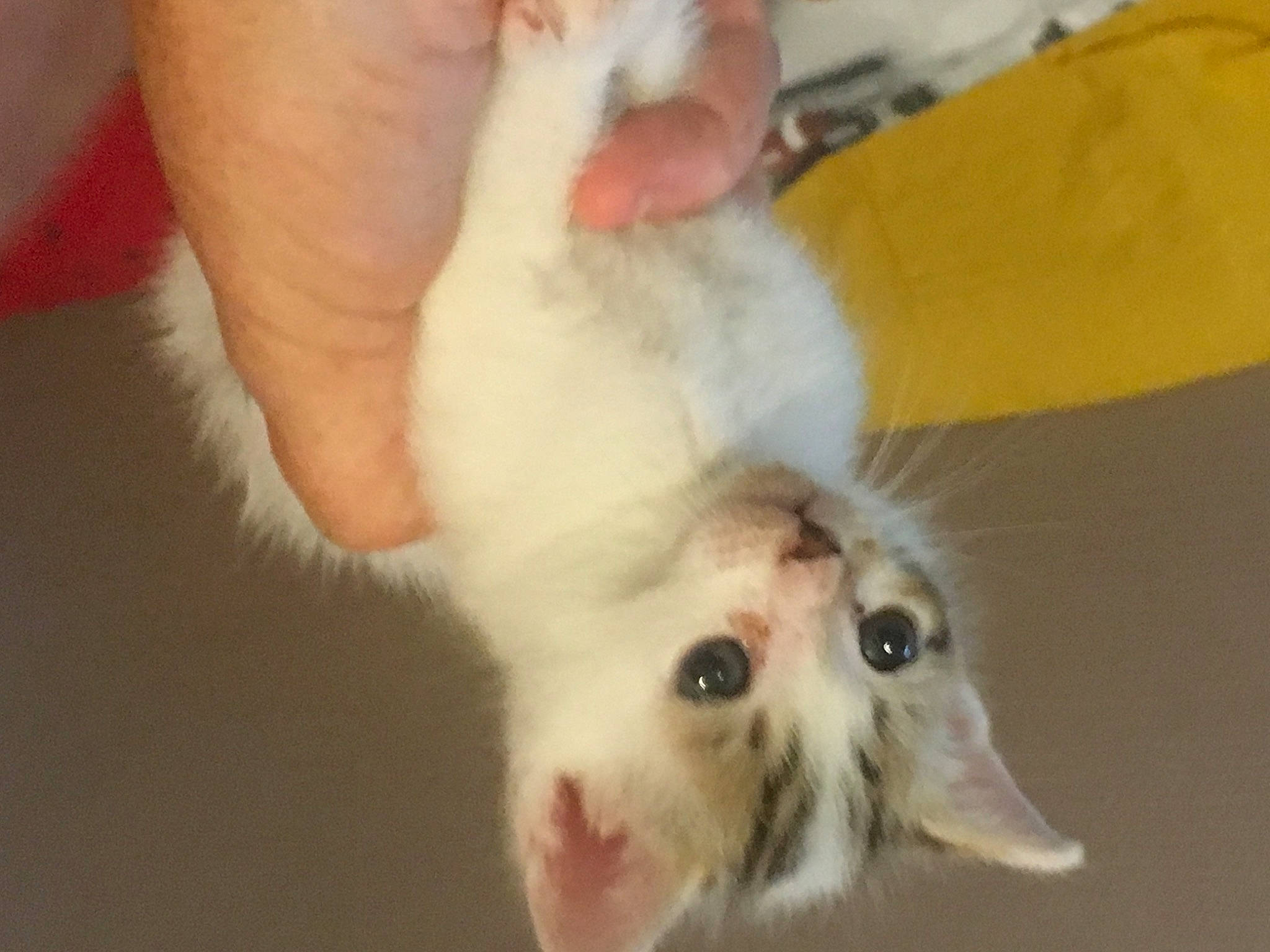 Juju a rejoint le concours — aidez-le/la à gagner de superbes lots ! carnivore, cat, claw, ear, eye, fawn, felidae, fur, hand, kitten, paw, polydactyl_cat, small_to_medium_sized_cats, whiskers