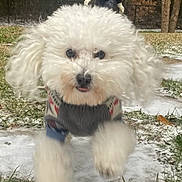 Louie is registered to the contest to win money with this photo: dog, white_dog, jumping, sweater, snow, grass, person, gloves, winter, outdoor, trees, fence, happy, playful, cute, animal, pet, nature, cold_weather, smiling