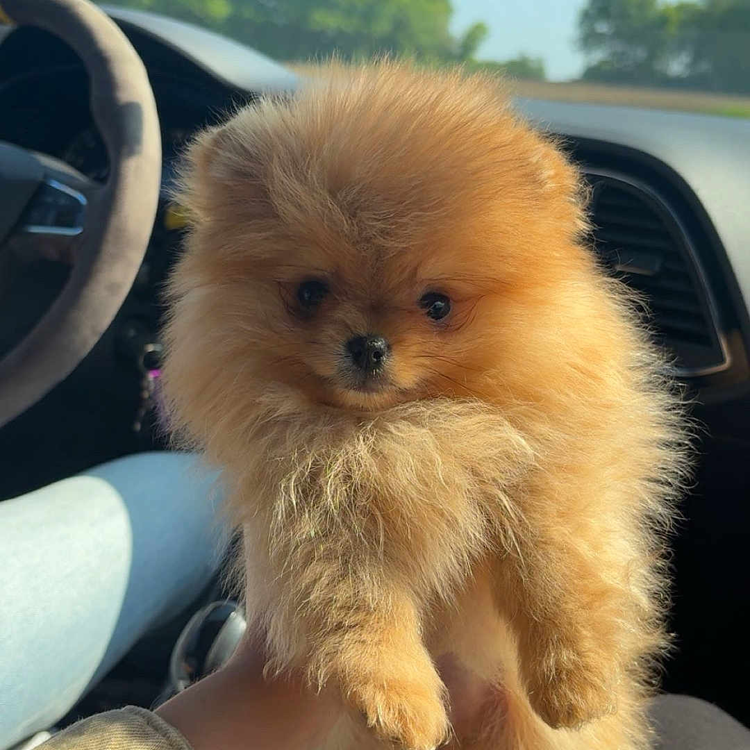Atlas a rejoint le concours — aidez-le/la à gagner de superbes lots ! accessories, alloywheel, animal, belt, canine, car, carwheel, dog, face, head, person, pet, photography, plant, portrait, puppy, transportation, tree, vegetation, vehicle