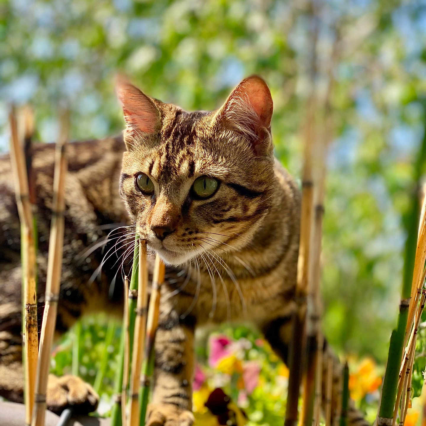 Tigrou participe au concours pour gagner de l'argent avec cette photo : abyssinian, animal, bamboo, cat, flower, grass, herbal, herbs, jar, kitten, manx, nature, pet, plant, planter, pottedplant, pottery, reed, vase, vegetation