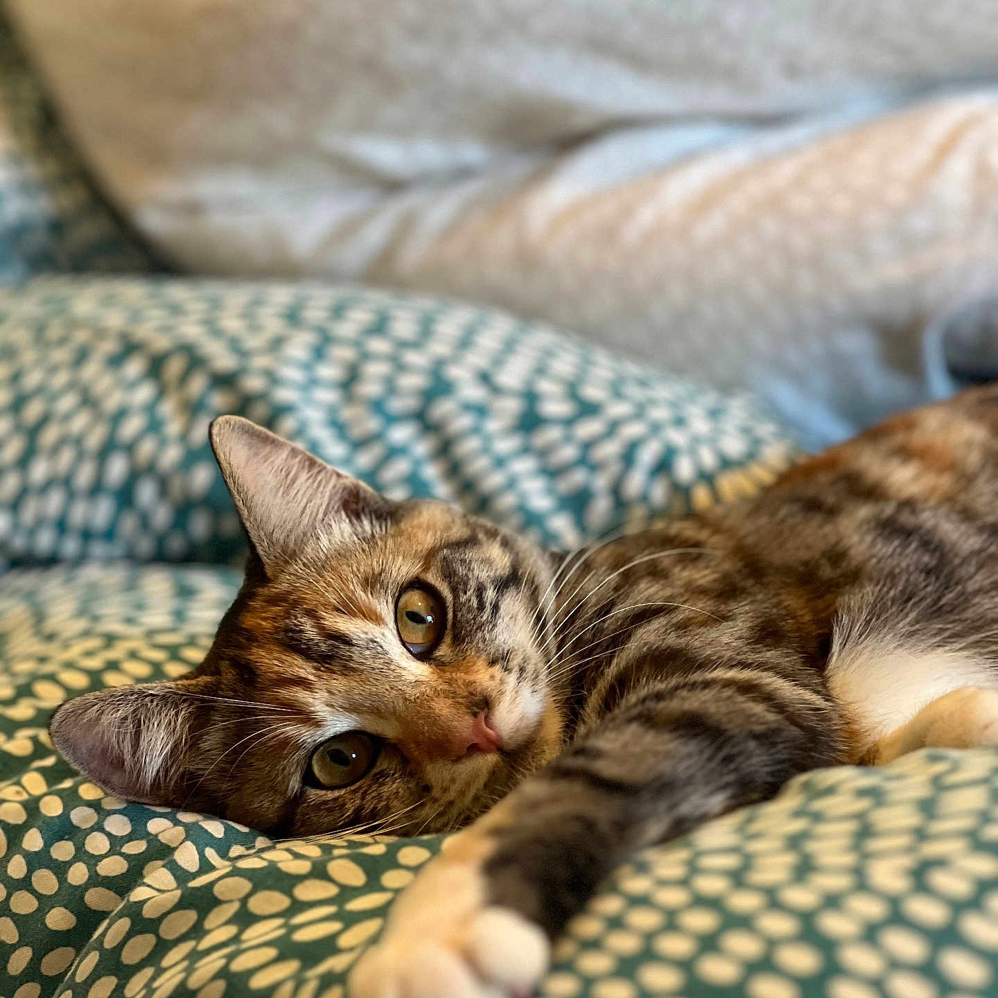 Maïmie participe au concours pour gagner de l'argent avec cette photo : abyssinian, animal, bed, blanket, cat, chair, couch, cushion, furniture, homedecor, indoors, kitten, manx, person, pet, pillow, quilt, reptile, sleeping, snake