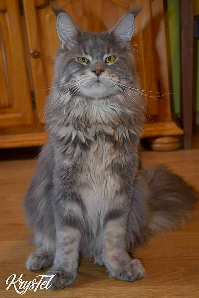 Pinocchio a rejoint le concours — aidez-le/la à gagner de superbes lots ! automotive_tire, british_longhair, carnivore, cat, domestic_short_haired_cat, electric_blue, felidae, flooring, fur, hardwood, iris, paw, sitting, small_to_medium_sized_cats, snout, tail, terrestrial_animal, whiskers, window, wood