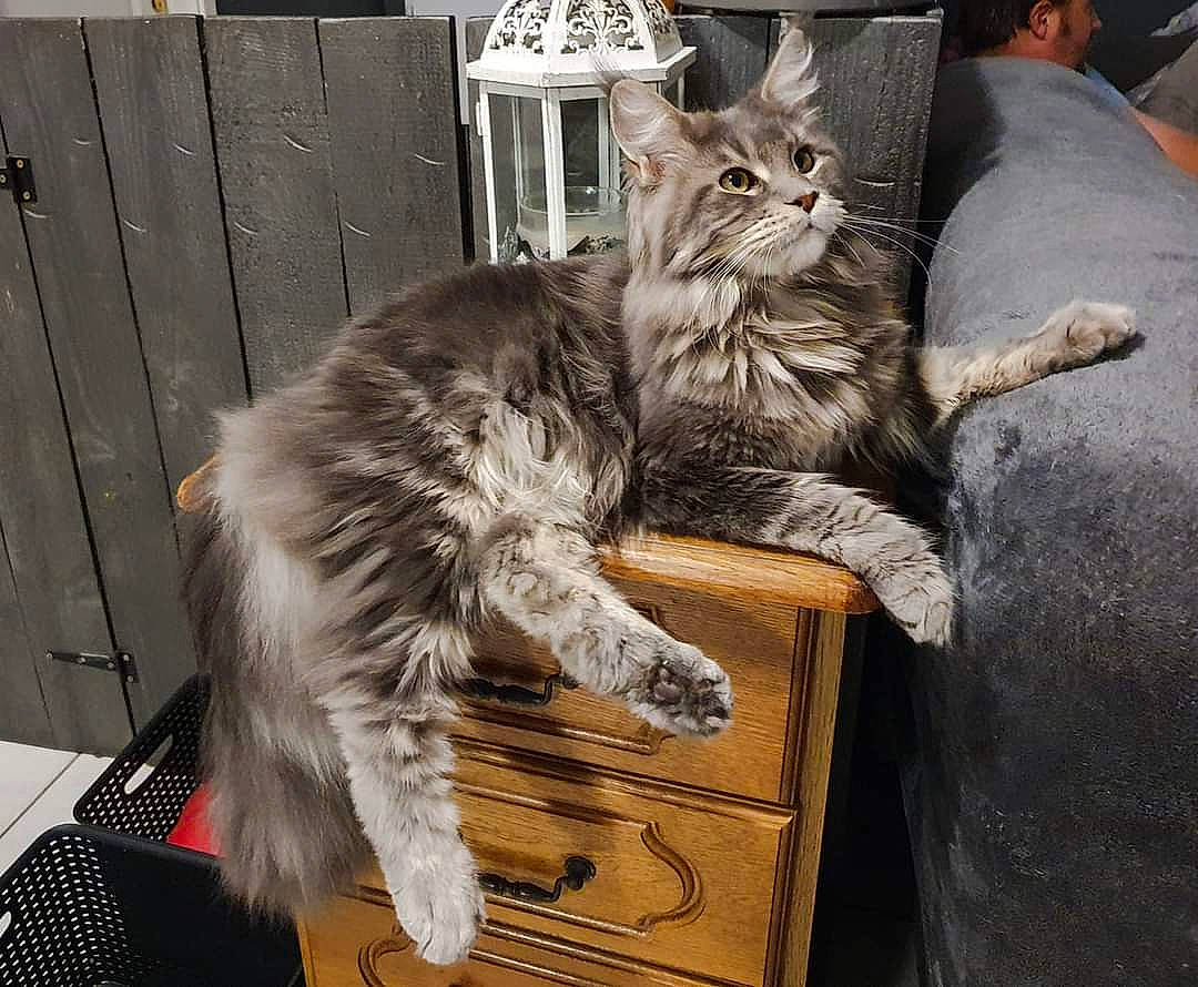 Pinocchio a rejoint le concours — aidez-le/la à gagner de superbes lots ! box, cabinetry, carnivore, cat, claw, comfort, domestic_short_haired_cat, drawer, felidae, fur, lap, maine_coon, paw, plant, sitting, small_to_medium_sized_cats, tail, whiskers, window, wood
