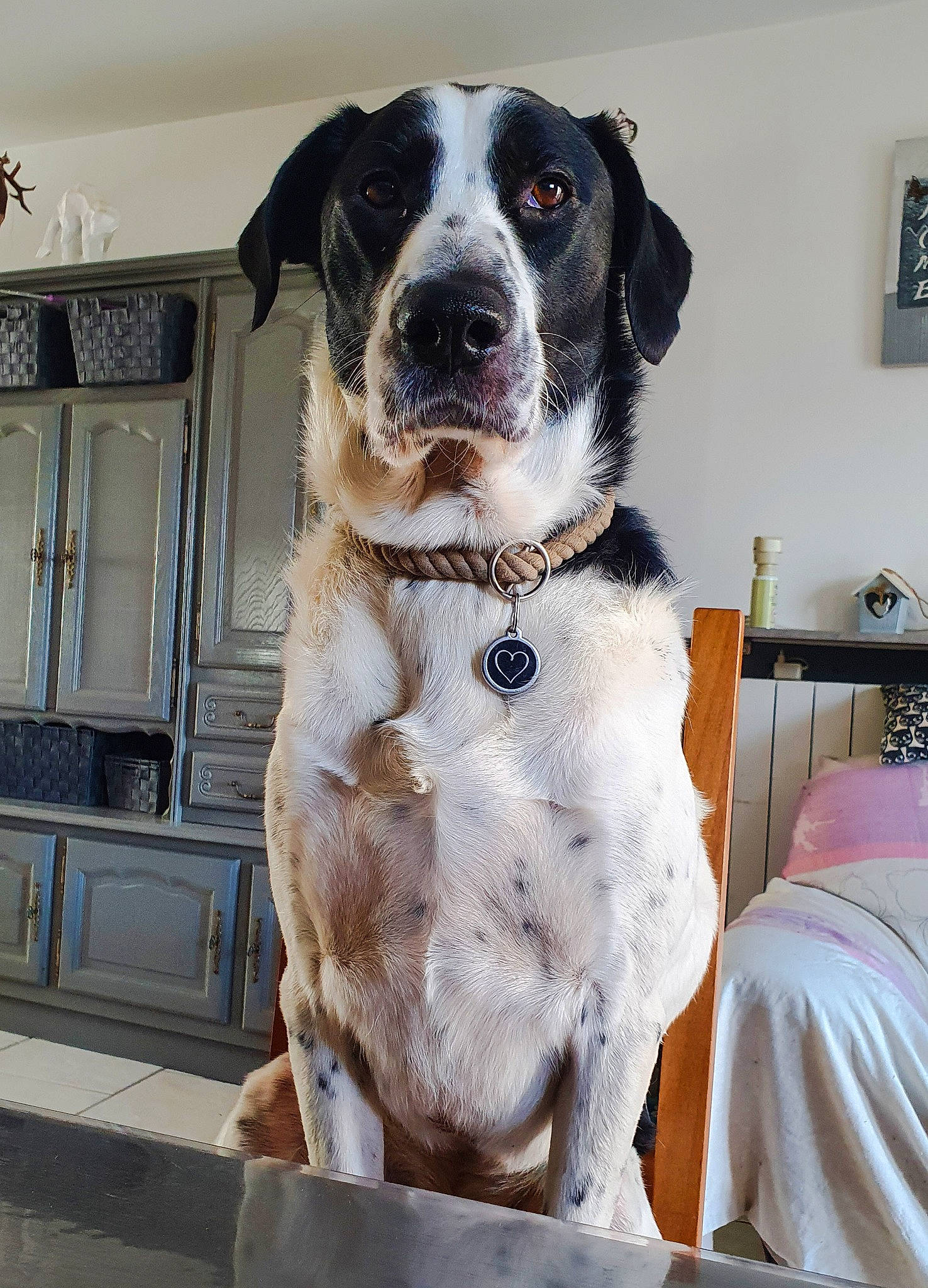 Pumba a rejoint le concours — aidez-le/la à gagner de superbes lots ! canidae, carnivore, collar, companion_dog, dog, dog_breed, dog_collar, fawn, fur, gun_dog, hunting_dog, leash, non_sporting_group, picture_frame, puppy, snout, sporting_group, whiskers, working_animal, working_dog