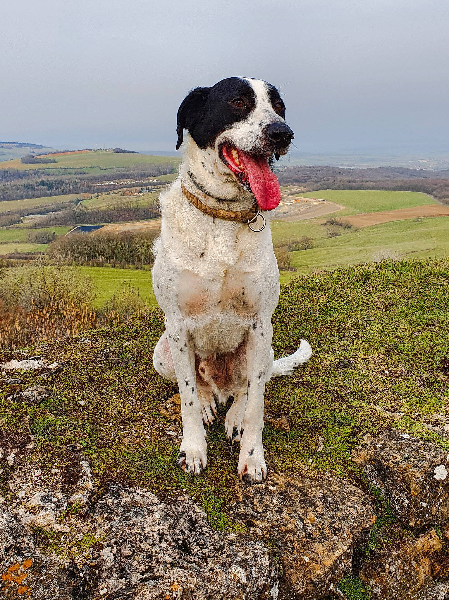 Pumba participe au concours pour gagner de l'argent avec cette photo : adventure, canidae, carnivore, collar, companion_dog, dog, dog_breed, dog_collar, grass, grassland, gun_dog, hunting_dog, landscape, plant, recreation, sky, soil, sporting_group, tail, working_dog