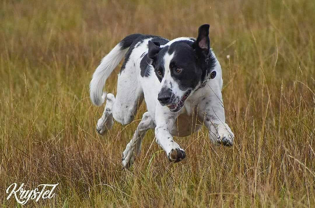 Pumba a rejoint le concours — aidez-le/la à gagner de superbes lots ! canidae, carnivore, collar, companion_dog, dog, dog_breed, field, grass, grassland, gun_dog, pasture, plant, pointing_breed, prairie, snout, sporting_group, tail, terrestrial_animal, working_animal, working_dog