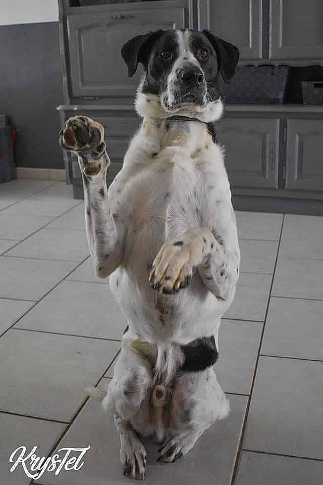 Pumba participe au concours pour gagner de l'argent avec cette photo : canidae, carnivore, companion_dog, dog, dog_breed, door, fawn, flooring, fur, gun_dog, non_sporting_group, photography, snout, sporting_group, tail, working_animal, working_dog