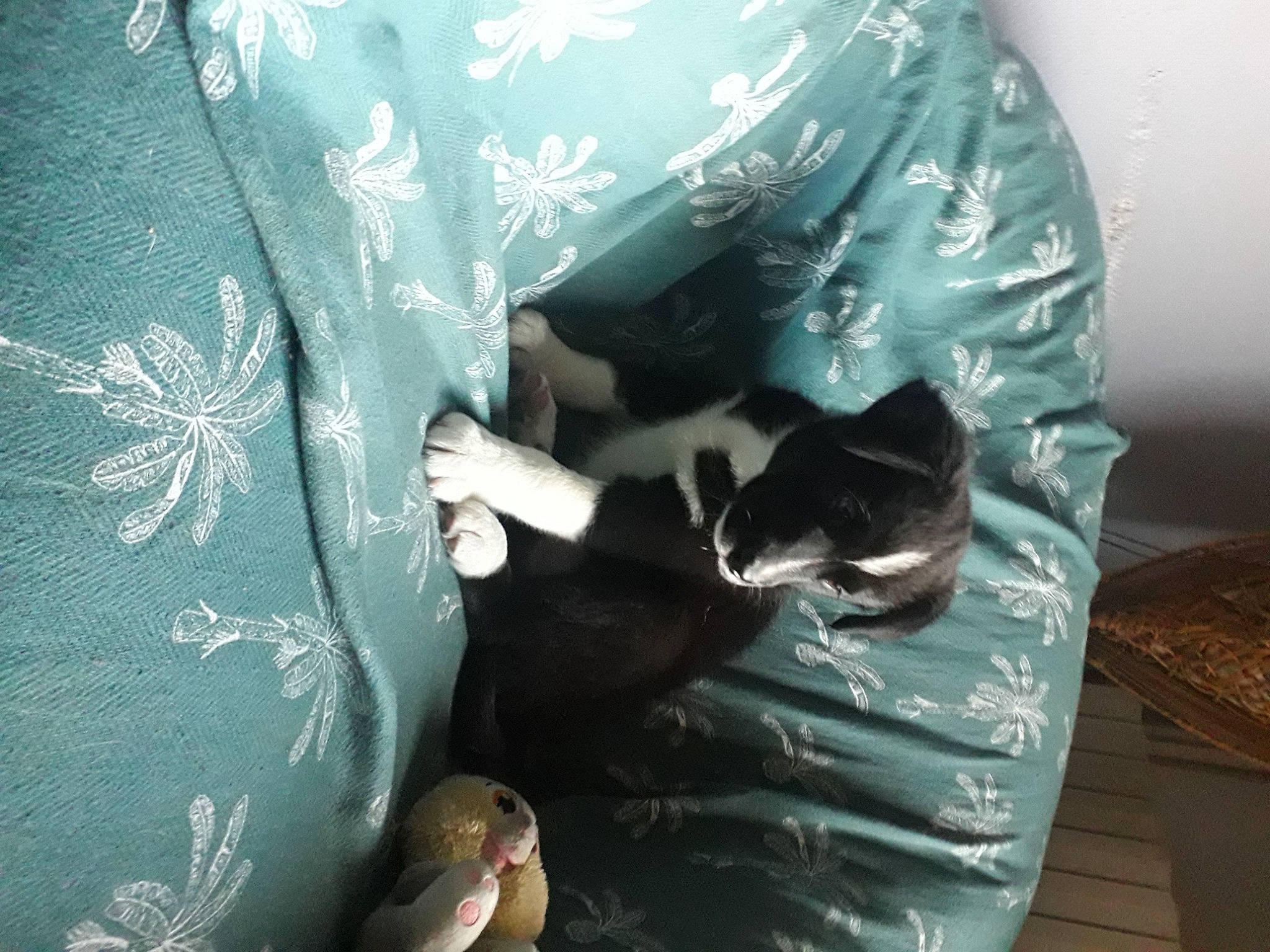 Roxy a rejoint le concours — aidez-le/la à gagner de superbes lots ! carnivore, comfort, dress, elbow, fashion_accessory, felidae, fur, human_leg, linens, personal_protective_equipment, room, sitting, sleeve, small_to_medium_sized_cats, tints_and_shades, tree, whiskers