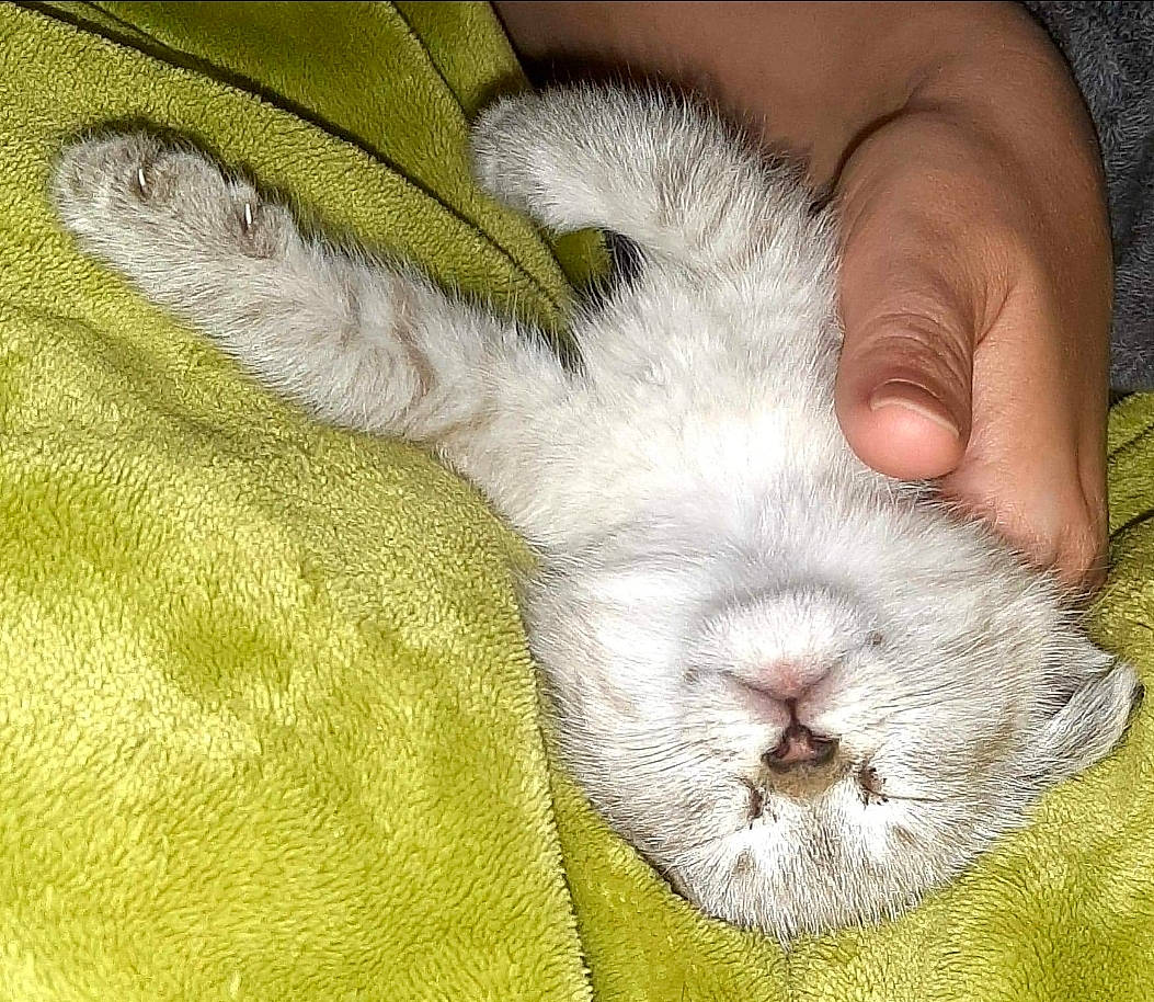 Sylvie joined the competition — help win amazing prizes! claw, comfort, companion_dog, dog_breed, domestic_rabbit, ear, felidae, foot, fur, grass, nap, paw, rabbit, rabbits_and_hares, sleep, small_to_medium_sized_cats, snout, tail, terrestrial_animal, whiskers