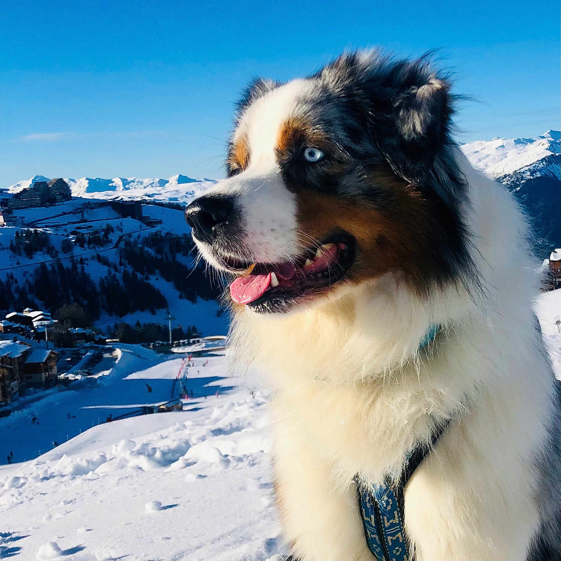 Sköll participe au concours pour gagner de l'argent avec cette photo : animal, canine, clothing, dog, face, hat, head, mountain, mountainrange, nature, outdoors, peak, person, pet, photography, puppy, scenery, sky, snow, winter