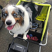 Sköll a rejoint le concours — aidez-le/la à gagner de superbes lots ! accessories, animal, architecture, bicycle, building, canine, carriage, dog, grass, leash, outdoors, pet, plant, puppy, shelter, strap, stroller, sunglasses, transportation, vehicle