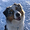 Sköll participe au concours pour gagner de l'argent avec cette photo : animal, canine, cockerspaniel, collie, dog, eskimodog, face, head, husky, ice, nature, outdoors, person, pet, photography, portrait, puppy, saintbernard, snow, winter