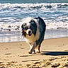 Sköll a rejoint le concours — aidez-le/la à gagner de superbes lots ! animal, beach, canine, coast, collie, dog, horizon, nature, outdoors, pet, puppy, rock, sand, sea, seawaves, shoreline, sky, soil, summer, water