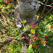 Claude participe au concours pour gagner de l'argent avec cette photo : cat, gray_cat, amber_eyes, animal, pet, outdoor, nature, tree, branches, flowers, pink_blossoms, green_leaves, sunlight, garden, grass, spring, curious, feline, wildlife, closeup