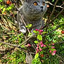 cat, gray_cat, amber_eyes, animal, pet, outdoor, nature, tree, branches, flowers, pink_blossoms, green_leaves, sunlight, garden, grass, spring, curious, feline, wildlife, closeup