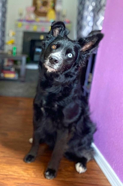 Luca Raines joined the competition — help win amazing prizes! black, carnivore, dog, dog_breed, floor, flooring, fur, grey, hardwood, laminate_flooring, plywood, purple, snout, sporting_group, terrestrial_animal, varnish, wood, wood_flooring, wood_stain, working_animal