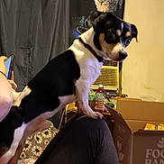 Chewy joined the competition — help win amazing prizes! dog, indoor, person, curtain, dog_collar, cardboard_box, window_air_conditioner, fabric, sitting, black_and_white, paw, leg, phone, table, bottle, room, wall, furniture, animal, pet