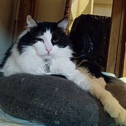 Journey joined the competition — help win amazing prizes! cat, black_and_white, fluffy, pet, indoor, cushion, relaxed, paw, feline, collar, tag, wooden_furniture, home, cozy, resting, animal, fur, whiskers, cute, comfortable