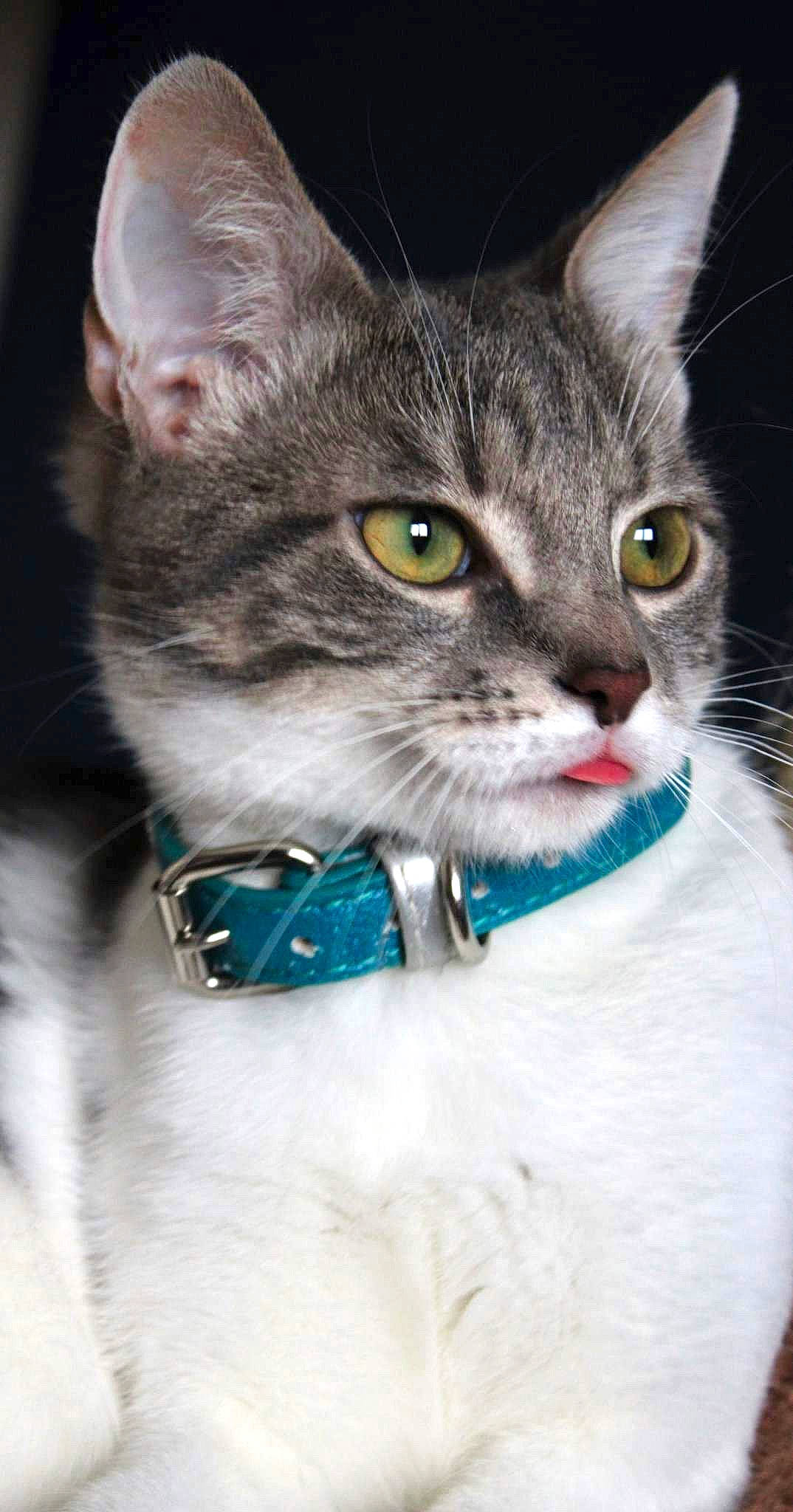 Pandora a rejoint le concours — aidez-le/la à gagner de superbes lots ! bracelet, carnivore, cat, collar, domestic_short_haired_cat, event, fashion_accessory, felidae, fur, iris, paw, pet_supply, photo_caption, small_to_medium_sized_cats, snout, whiskers