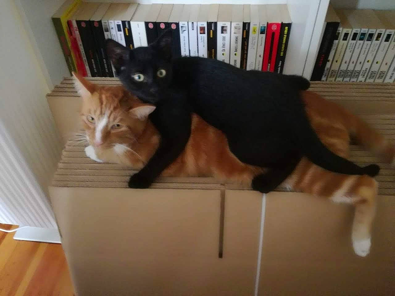 Réglisse a rejoint le concours — aidez-le/la à gagner de superbes lots ! asian, black_cat, carnivore, cat, domestic_short_haired_cat, fawn, felidae, fur, kitten, mammal, paw, polydactyl_cat, small_to_medium_sized_cats, tail, whiskers