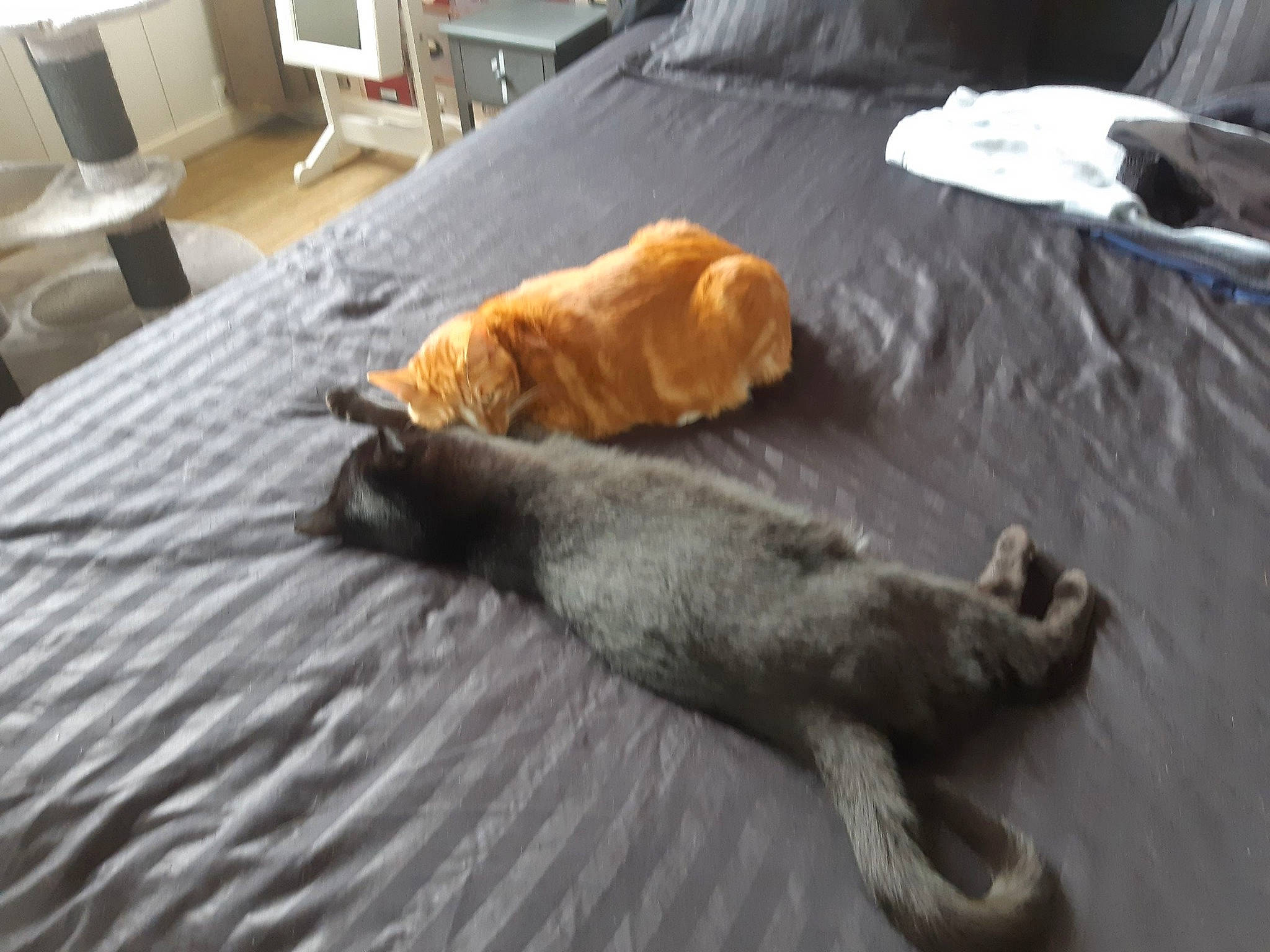 Réglisse participe au concours pour gagner de l'argent avec cette photo : canidae, carnivore, cat, domestic_short_haired_cat, felidae, mammal, puppy, small_to_medium_sized_cats, snout, sporting_group, tail, vertebrate, whiskers