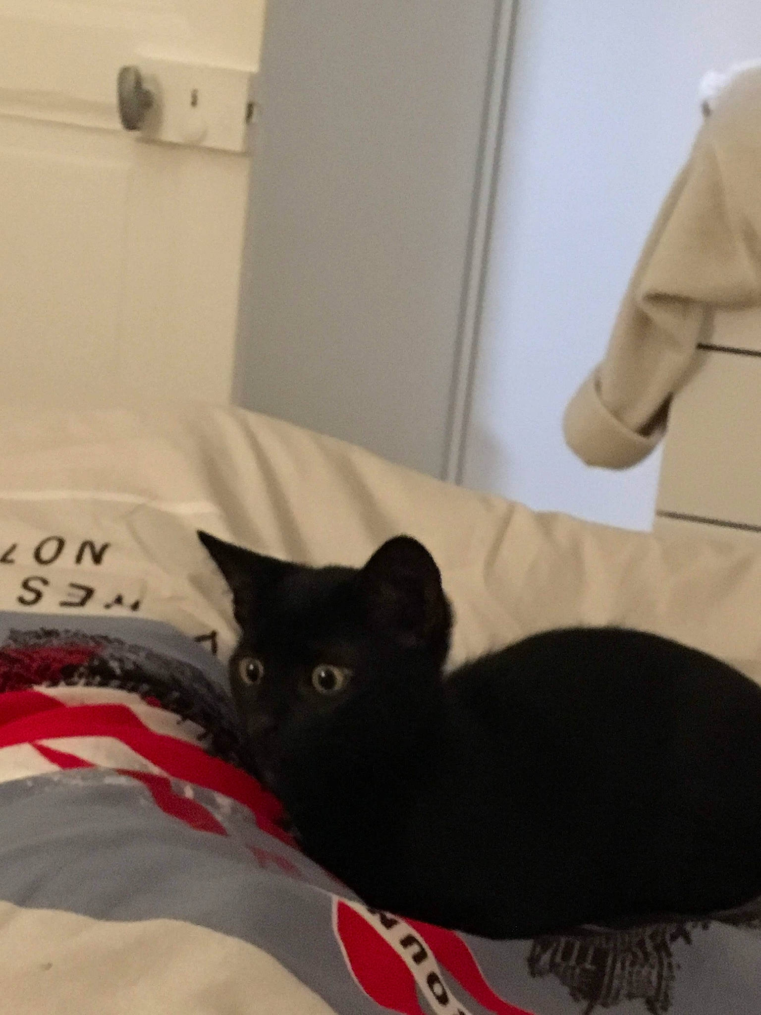 Réglisse a rejoint le concours — aidez-le/la à gagner de superbes lots ! asian, black, black_cat, carnivore, cat, comfort, domestic_short_haired_cat, ear, felidae, fur, furniture, kitten, room, small_to_medium_sized_cats, tail, whiskers