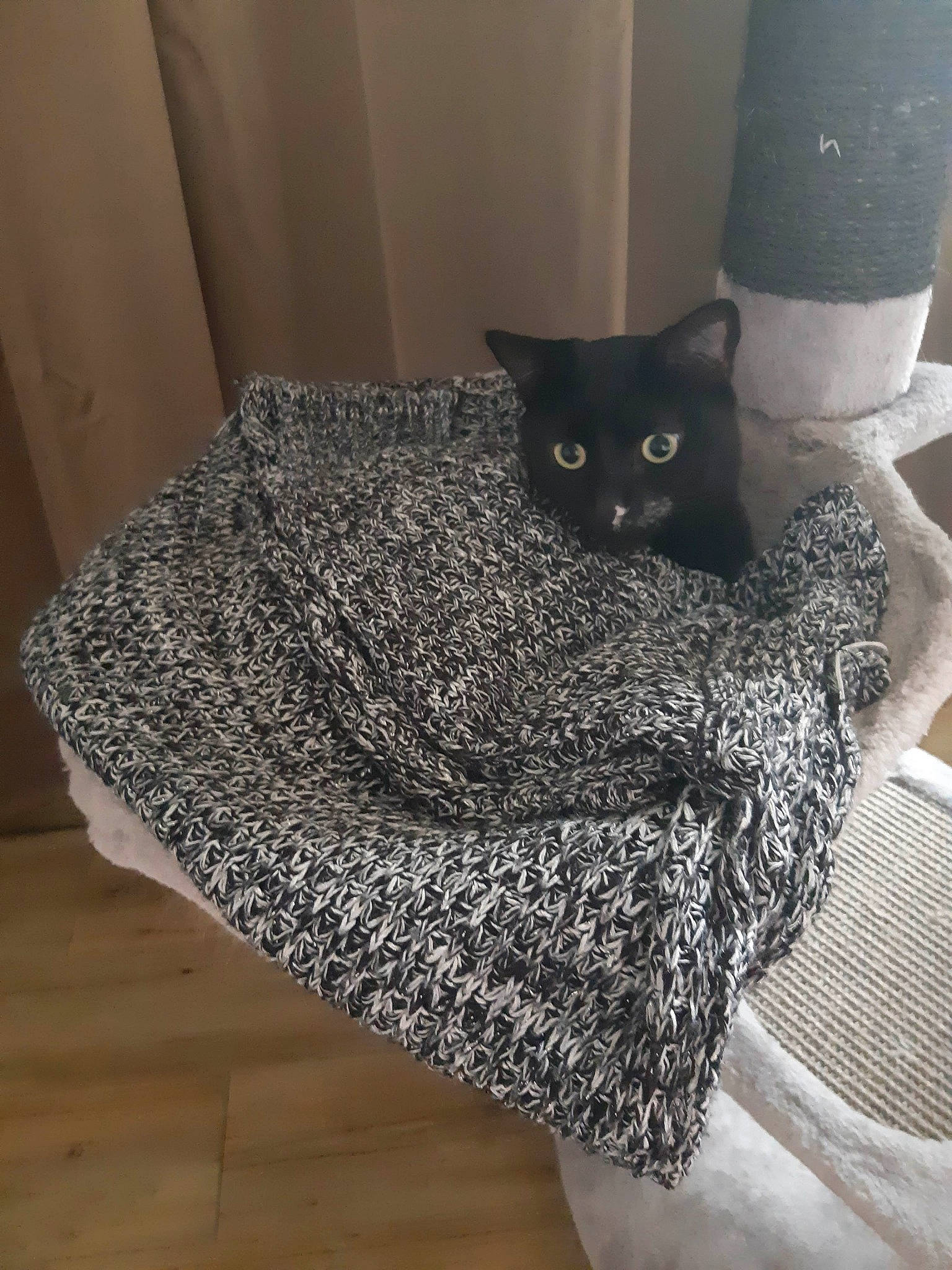 Réglisse a rejoint le concours — aidez-le/la à gagner de superbes lots ! black_cat, carnivore, cat, cat_bed, chartreux, domestic_short_haired_cat, felidae, knitting, room, russian_blue, small_to_medium_sized_cats, whiskers, wool