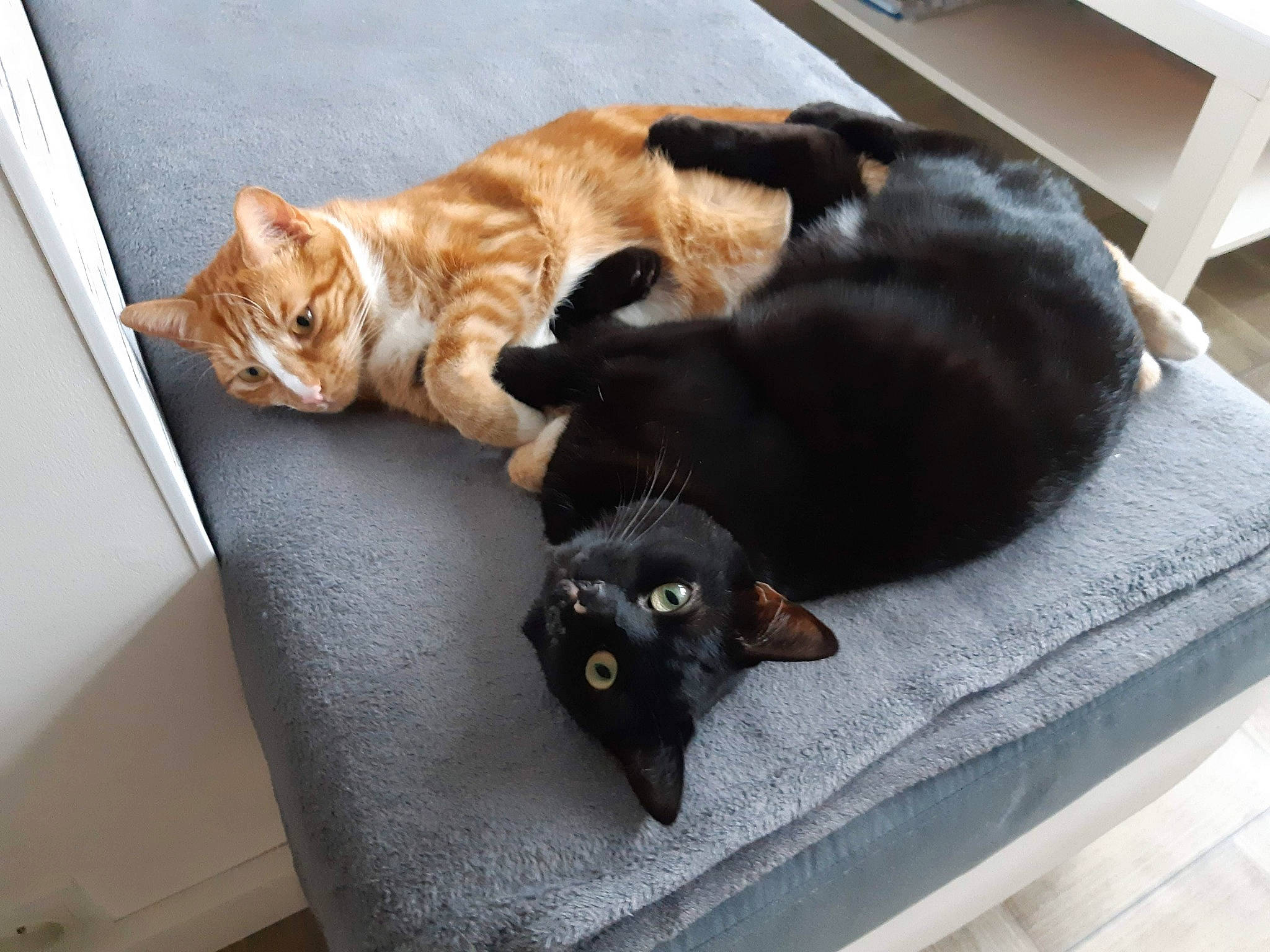 Caramel participe au concours pour gagner de l'argent avec cette photo : asian, black_cat, bombay, carnivore, cat, claw, domestic_short_haired_cat, fawn, felidae, fur, paw, small_to_medium_sized_cats, tail, whiskers